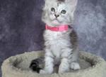 Ophelia - Maine Coon Kitten For Sale - Staten Island, NY, US