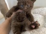 Mocha - British Shorthair Kitten For Sale - Jacksonville, FL, US