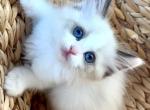 January Snowdoll Ragdoll litter - Ragdoll Kitten For Sale - 