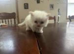 Himalayan Persians - Himalayan Kitten For Sale - 