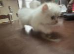 Himalayan - Himalayan Kitten For Sale - 