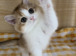 Mari - Munchkin Kitten For Sale - Chino, CA, US