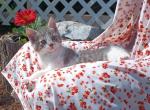 Tootsie - American Shorthair Kitten For Sale - Robesonia, PA, US