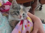 Tricolored adorable kitten - American Longhair Kitten For Sale - 