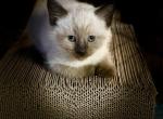 Ragdoll Siamese Mix - Siamese Kitten For Sale - Catasauqua, PA, US