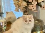 Puzzles   Exotic Long Hair - Exotic Kitten For Sale - Granbury, TX, US