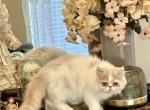 Puzzles   Exotic Long Hair - Exotic Kitten For Sale - Granbury, TX, US