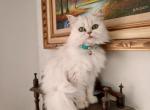 Betty Silver Shaded Chinchilla 3 Years Old Female - Persian Cat For Sale - Tampa, FL, US