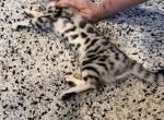 Cristal - Bengal Kitten For Sale - WA, US