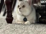 Leo - British Shorthair Cat For Sale - Owings Mills, MD, US