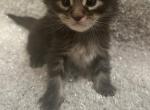 Vanessa and Sal - Maine Coon Kitten For Sale - East Taunton, MA, US