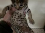 Puma - Savannah Kitten For Sale - 