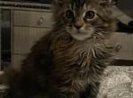 Tortie - Maine Coon Kitten For Sale - Fort Myers, FL, US