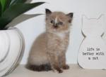 Ariel - Ragdoll Kitten For Sale - Guys Mills, PA, US