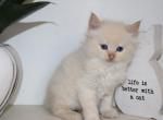 Toulouse - Ragdoll Kitten For Sale - Guys Mills, PA, US