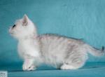 Mario - Munchkin Kitten For Sale - Norwalk, CT, US