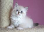 X Saharok - Siberian Kitten For Sale - Miami, FL, US