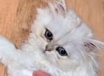 Silver chinchilla Persian girl Kitten - Persian Kitten For Sale - 