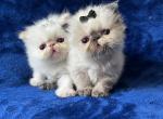Himalayan Persian Sisters - Himalayan Kitten For Sale - Long Beach, CA, US
