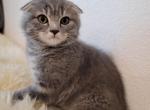 Leo - Scottish Fold Kitten For Sale - Westfield, MA, US