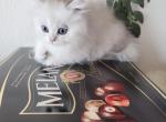 Prince - British Shorthair Kitten For Sale - Westfield, MA, US