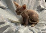 Long Leg Bambino  Ezra - Sphynx Kitten For Sale - FL, US