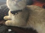 Armina Van Purren - British Shorthair Cat For Adoption - Edwardsville, IL, US
