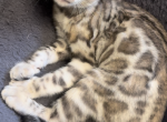 Foxy the light Silver Bengal - Bengal Kitten For Sale - Raeford, NC, US