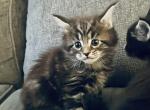 Simba - Maine Coon Kitten For Sale - Jacksonville, FL, US