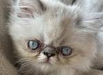 Multiple - Persian Kitten For Sale - Ellendale, DE, US