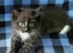 Rudy - Ragdoll Kitten For Sale - Howell, MI, US