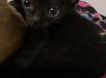 Boo - American Shorthair Kitten For Sale - Runnemede, NJ, US