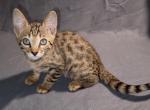 F4 SBT Savannah Male Raichu - Savannah Kitten For Sale - 