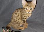 F4 SBT Savannah Male Meowth - Savannah Kitten For Sale - Warren, PA, US