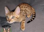 F4 SBT Savannah Male Gary - Savannah Kitten For Sale - 