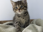 Millie - Domestic Kitten For Sale - Winchester, VA, US