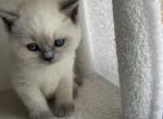 Azula - British Shorthair Kitten For Sale - 