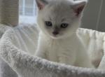 Aang - British Shorthair Kitten For Sale - 