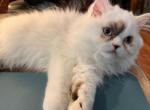 Lady Grace - Himalayan Kitten For Sale - Auburndale, FL, US