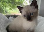 Full Siamese - Siamese Kitten For Sale - Gurnee, IL, US