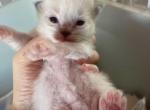 August kitten - Ragdoll Kitten For Sale - Las Vegas, NV, US