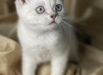 Bead - Scottish Straight Kitten For Sale - Rosemont, IL, US