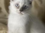 Jinx - Himalayan Kitten For Sale - Rosemont, IL, US