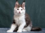 Ustas Blue eyes - Maine Coon Kitten For Sale - Kansas City, MO, US