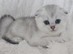 Chanel - Scottish Fold Kitten For Sale - Grand Rapids, MI, US
