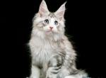 Onix blue eyes - Maine Coon Kitten For Sale - Tampa, FL, US