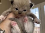 Female mink mitted Ragdoll kittrn - Ragdoll Kitten For Sale - Francesville, IN, US