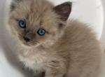 Solid blue milk Ragdoll kitten - Ragdoll Kitten For Sale - Francesville, IN, US