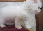 Blue eyes White - Persian Kitten For Sale - Grand Island, NE, US