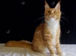 Litter H Hidalgo from Seraphina & Azim - Maine Coon Kitten For Sale - 